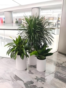 探秘镇海花卉租赁，解锁缤纷绿植装点空间的秘密武器